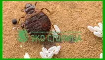 Як витравити клопів із квартири безпечно та ефективно клопів
