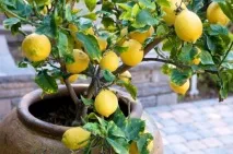 Як виростити лимон із кісточки в домашніх умовах лимон
