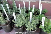 Як виростити зелень на підвіконні топ найкращих трав Поради щодо вирощування виростити