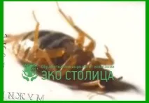 Як витравити клопів із квартири безпечно та ефективно клопів