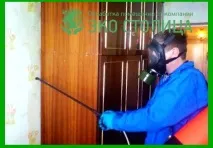Як витравити клопів із квартири безпечно та ефективно витравити
