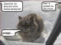 кота