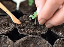 Як виростити розсаду проблеми та рішення на проблеми