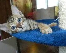 Як вибрати бенгальського кошеня - Бенгальські кошенята вибрати
