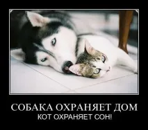 собак