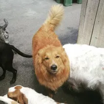 кота