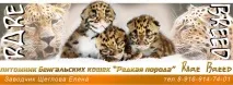 Як вибрати бенгальського кошеня - Бенгальські кошенята кошеня