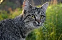 котенца котенца