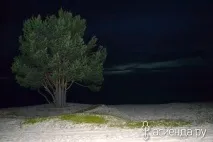 сибирски кедър
