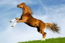умовах