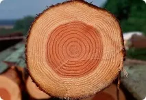 здорові