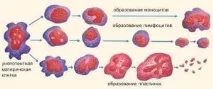 Система гемостазу (процес утворення клітин крові) методи дослідження, діагностика, схема, гемостазу