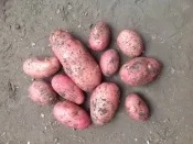 магазини картофи