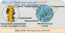 Клініка дерматомікозів дерматомікозів