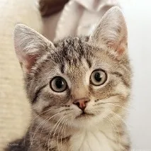 кастрация котка