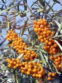 кишкова