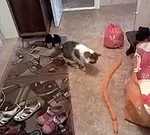 имате топка