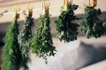 Козлятник лікарський при цукровому діабеті лікарський