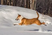 Коллі короткошерстий опис породи, фото та відгуки коллі