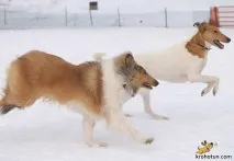 Коллі короткошерстий - особливості характеру та змісту коллі