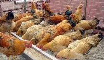 Кури породи КУЧИНСЬКА ЮВІЛЕЙНА кури