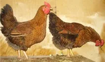 Кури породи КУЧИНСЬКА ЮВІЛЕЙНА породи