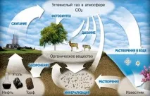 Кругообіг вуглецю в природі коротко – схема, опис та відео у презентації коротко
