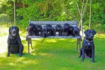 Лабрадори ретрівери - Сайт про породу собак Лабрадор ретрівер ретрівери