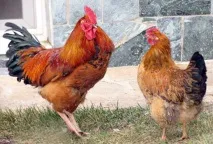 Кури породи КУЧИНСЬКА ЮВІЛЕЙНА породи