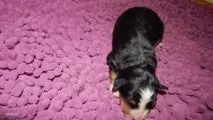 лечение лечение
