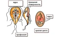 върху кожата