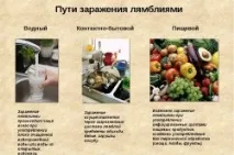 жиардия черния