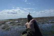 Лов змієголов на озері Ханка озері