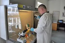Років через 10 ми станемо їсти черв’яків гельмінтотерапія змінює фармакологію черв