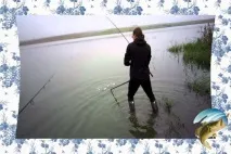 Лов коропа в червні риба