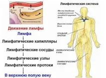 крайници долните