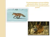 Лисиця подібна до невеликого собаки - Презентація 54198-21 подібна
