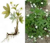 Перстач білий застосування, корінь, настоянка, лікування настоянка