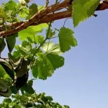 Лоза з Афона зцілює безпліддя безпліддя