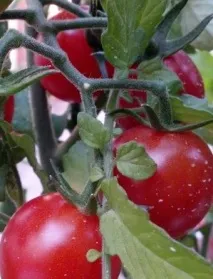 Кращі томати відкритого ґрунту томати