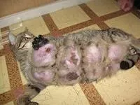 ветеринарен център