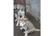 маламут маламут