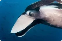 води