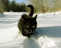 коли