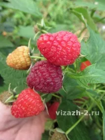 малинадельбар