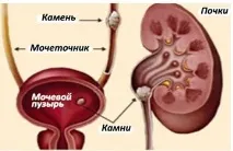 пикочните пътища котешка