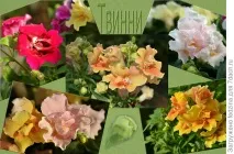 Мої левенята, або Антирринум махровий Твінні «Твінні
