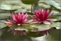 МК по браслету - LOTUS, в техніці браслету