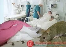треска миша