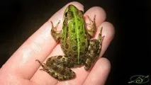 Чи може корова з’їсти курку - Судячи з моєї сусідки, може, навіть дві - Смішні Анекдоти Історії моєї